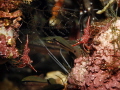   ShrimpsTulamben Coral Garden lot shrimps cleaning station. station  